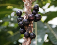 A casca dessa fruta roxa age de forma semelhante ao Ozempic: 5 gramas por dia podem melhorar níveis de inflamação e de glicose no sangue, aponta novo promissor estudo