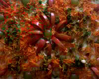 Torta salgada para festa