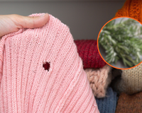 Traças em casa? Essas 3 plantas são ideais para afastá-las e acabar com o problema