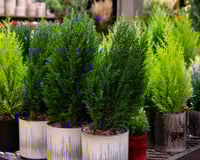 Melhor que árvore de Natal: essa é a planta que você precisa ter em casa em dezembro para decorar e perfumar o seu lar