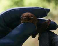 Laura Marise, mestre em biociências: "Se entrarem morcegos na sua casa, não mate"; aqui está o que você deve fazer