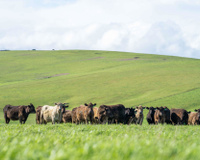 Vida no campo: fazendeiro aposentado cultiva em terras que, segundo ele, “nunca deveriam ter tido animais” e faz algo impressionante