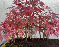 A árvore que floresce em tons diferentes durante o ano todo e cresce até em varandas pequenas: linda em todas as estações