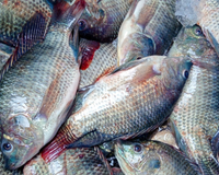 Alerta de risco sanitário: proibição imediata atinge comércio e importação da tilápia do Vietnã em Santa Catarina