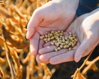 O que essa família percebeu no campo antes da ciência pode mudar a forma como a soja é produzida hoje