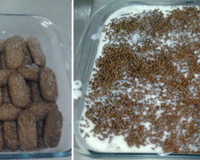 Torta de bolachinha super fácil