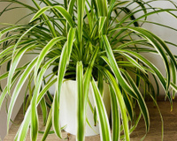 A planta com nome de animal que deixa o ar da sua casa mais limpo e não precisa de sol direto para crescer