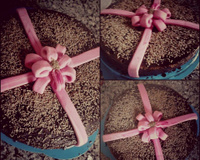 Bolo com pasta americana