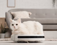 Quem sofre com pelos de cães e gatos pela casa precisa conhecer estes aspiradores de pó