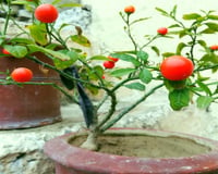 Como plantar tomate em vaso e colher frutos mesmo tendo pouco espaço em casa