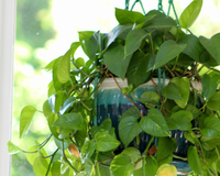 Jardineiros concordam: esse é o melhor jeito de podar a jiboia para ela crescer cheia, saudável e sem caules finos