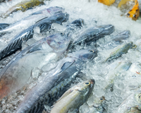 Peixes de água salgada X peixes de água doce: qual é o mais saudável?