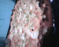 Torta de limão fácil