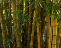 É tão rápido que até merece mágica: essa planta cresce um metro por dia e pode transformar o seu quintal