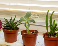 Essa planta odiada por moscas é perfeita para você ter na sua janela