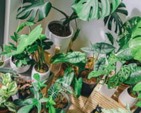 Minhas plantas sobrevivem às viagens sem rega graças a este truque com babosa: basta misturar com água antes de sair de casa