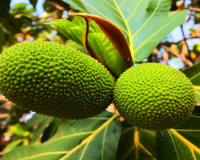 A fruta com textura de pão: surpreenda-se com essa fonte de energia natural e barata