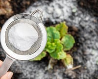 Para que serve polvilhar bicarbonato de sódio no jardim e nas plantas? Veja se vale a pena e como usar a dica