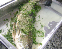 Salmão Inteiro com ervas