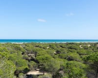 Em 1900, um engenheiro espanhol recebeu a tarefa titânica de combater o deserto: hoje, sua obra é uma floresta de 800 hectares junto ao Mediterrâneo