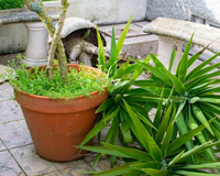 Chuva forte à vista: o que fazer com suas plantas antes da chegada do ciclone