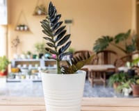 5 plantas com folhas pretas para ter em casa e trazer elegância para os cômodos