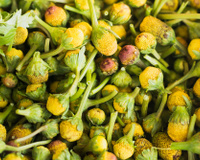 Jambu: confira os benefícios para a saúde