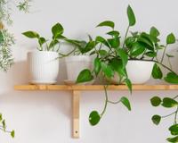 Tenha uma linda planta ornamental sem gastar nada: você só precisa de um pedacinho disso que tem na geladeira ou na fruteira