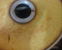 Bolo de queijo com milharina