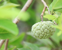 Pouco conhecida, essa pinha diferente produz muito e cabe em qualquer quintal