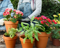 Sua casa florida em pouco tempo: 7 tipos de flores que crescem rápido