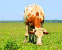 Por que não comemos grama nem capim