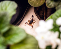 As 3 plantas comuns que mais atraem escorpiões e não devem estar no seu jardim