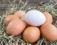 Principais diferenças entre vários tipos de ovos