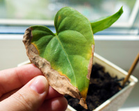 Como identificar e acabar com pragas mais comuns nas plantas usando receitas caseiras