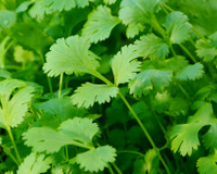 Saiba mais sobre o polêmico coentro