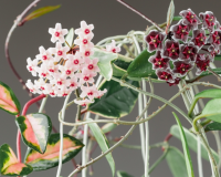 Nem zamioculca, nem lavanda, nem jasmim: essa planta cheia de cores e perfume vai dar um toque especial para a sua casa