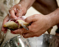 Como limpar peixe: confira as dicas do TudoGostoso