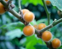 Fruta esquecida por muitos tem 10 vezes mais vitamina C que a laranja e outros benefícios