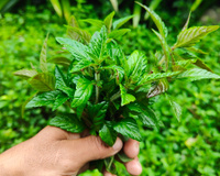 Essa planta simples pode afastar energia negativa e atrair dinheiro para sua casa