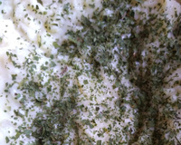 Purê de batata doce com salsinha