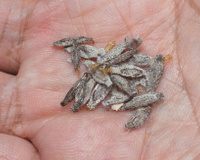 Adeus traças nos livros e armários: saiba como eliminar esses bichinhos da sua casa de forma definitiva e preservar os seus pertences