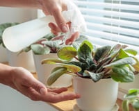 Quando não borrifar água com vinagre nas suas plantas: truque caseiro exige cuidado para não acabar com elas!