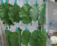 Pare AGORA de comer couve se você não segue esse passo: você pode correr risco de intoxicação!