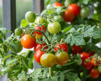 A erva que você deve cultivar perto dos tomates para uma planta mais saudável e frutos mais saborosos