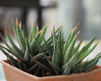 Conheça 5 tipos de suculentas para ter em casa