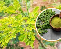 Conheça a moringa, planta poderosa que protege o fígado, imunidade e intestino