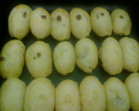 Assados à moda do Pandinha