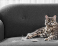 Se você tem pet em casa e não aguenta mais ver pelo para todo lado, aqui está a solução