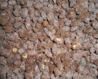 Amendoim crocante da Leca